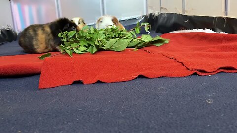 Guinea pigs wait patiently for food