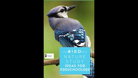 10 most beautiful birds explore ed