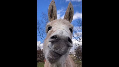 Donkey eating tangerines🤣🤣🤣