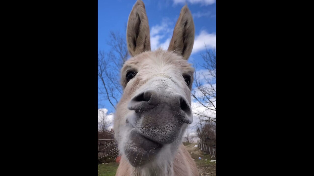 Donkey eating tangerines🤣🤣🤣