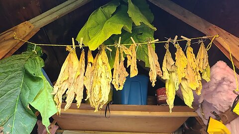 Tobacco Talk and My Mini Harvest