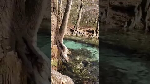 Daily Exploring Tiktok floridaspring