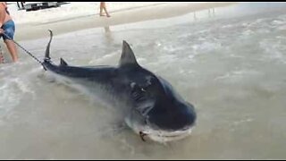 Un énorme requin-tigre est capturé par un pêcheur