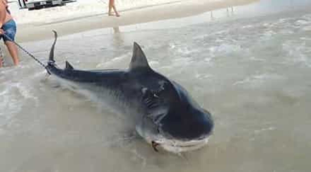 Un énorme requin-tigre est capturé par un pêcheur