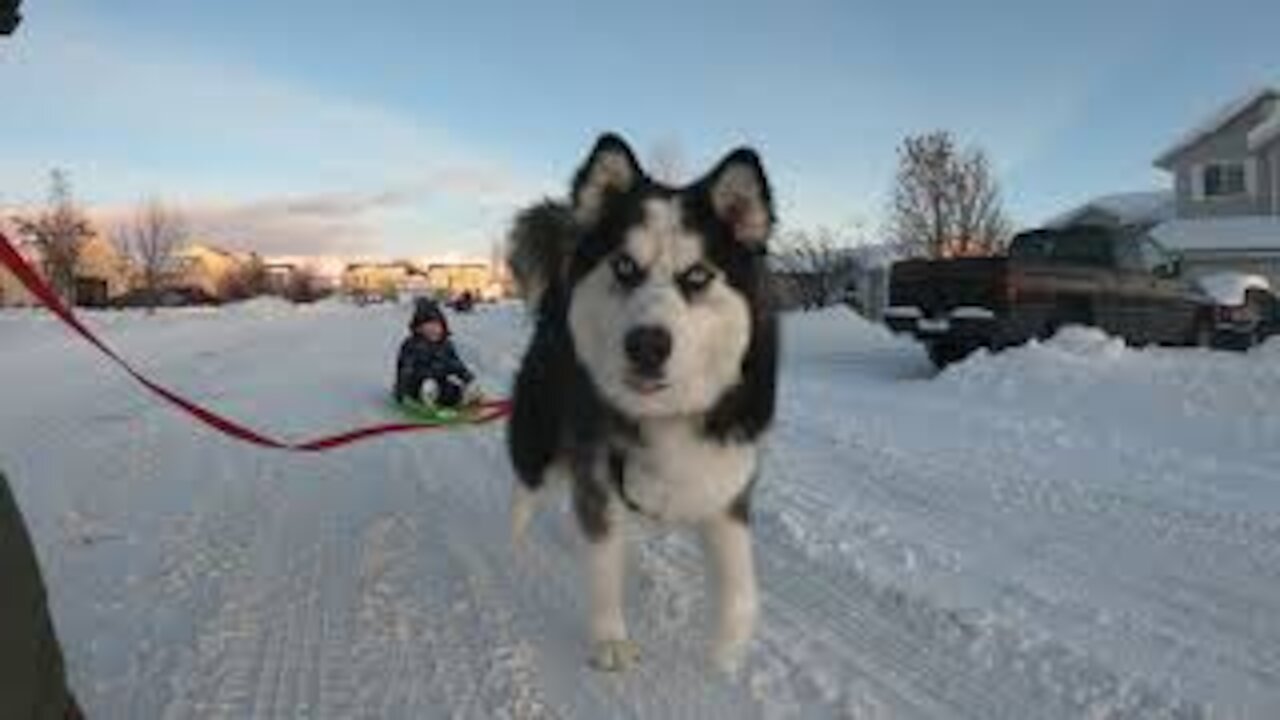 We Bought a Wooly Sibirian Husky