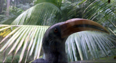 Crazy Hornbill