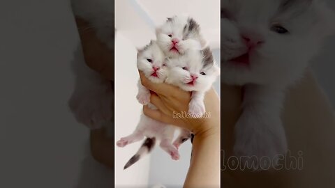 Сute cats baby kitten cute momen.