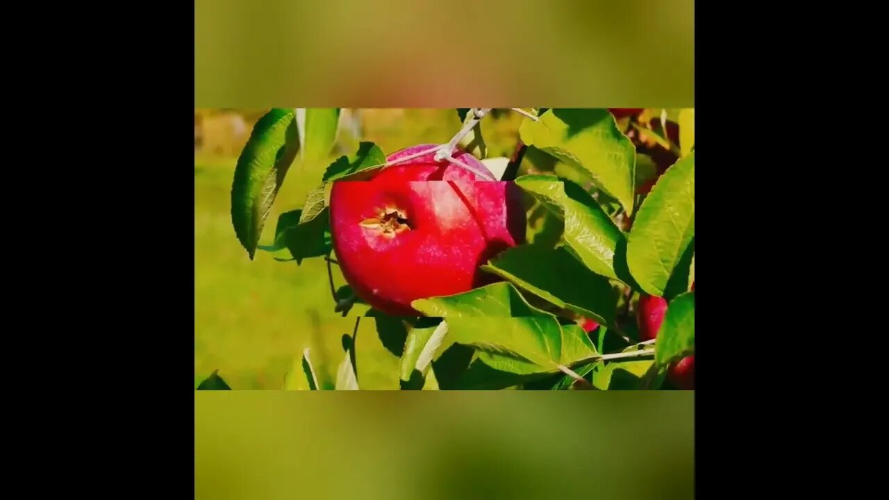 beautiful Apple #short #shorts #shortvideo #videos #video