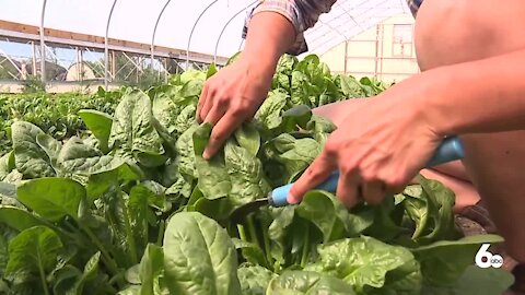 Treasure Valley nonprofit aims to cut down on local food waste one delivery at a time