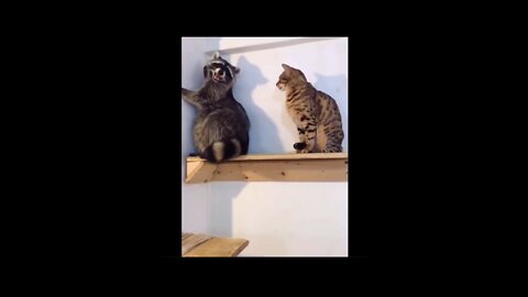 Funny Cat and Dogs video