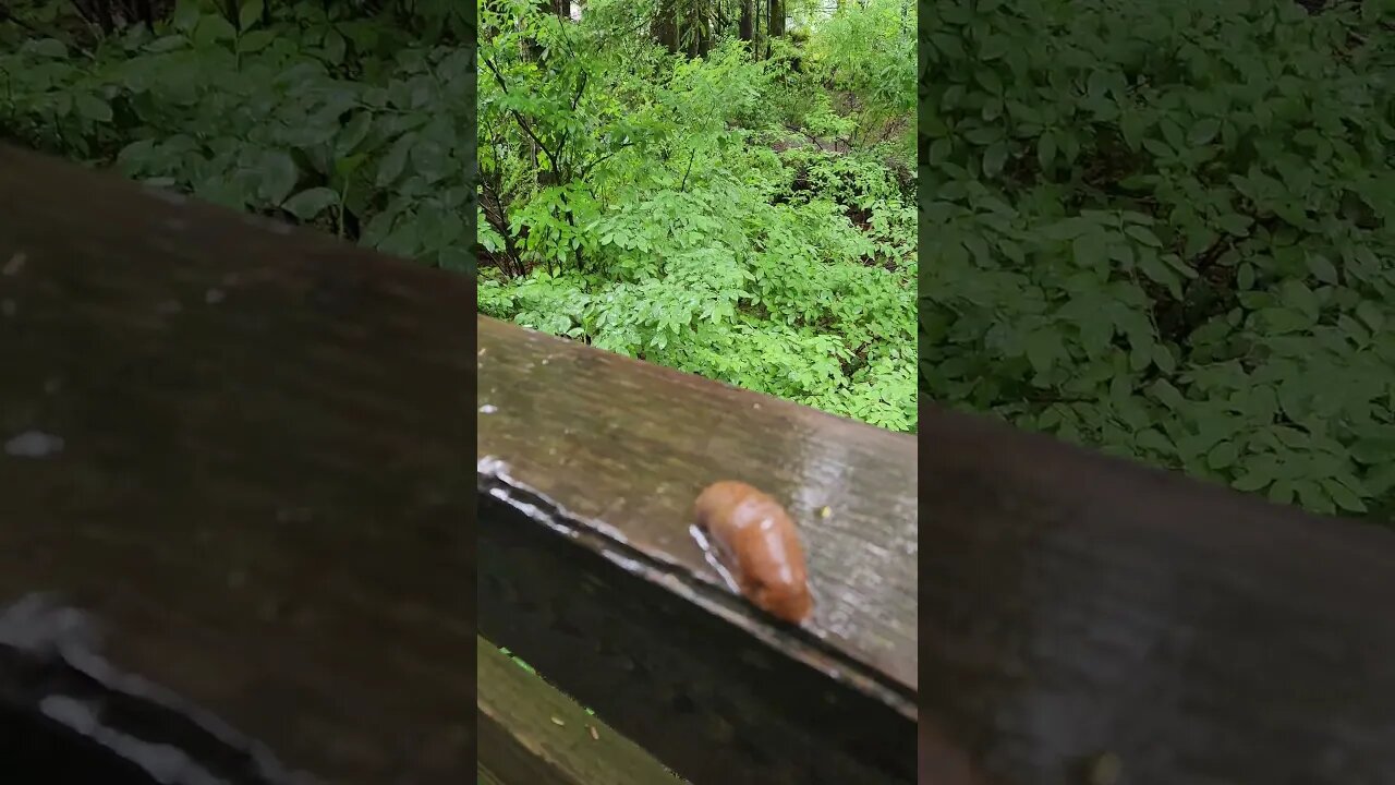 Ketchikan Alaska Rain Forest!