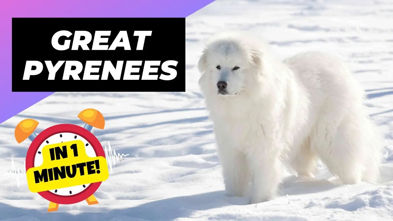 Great Pyrenees - In 1 Minute! 🐶 One Of The Best Cold-Weather Dog Breeds | 1 Minute Animals