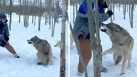 Terrible attack of several wolves on humans Video footage