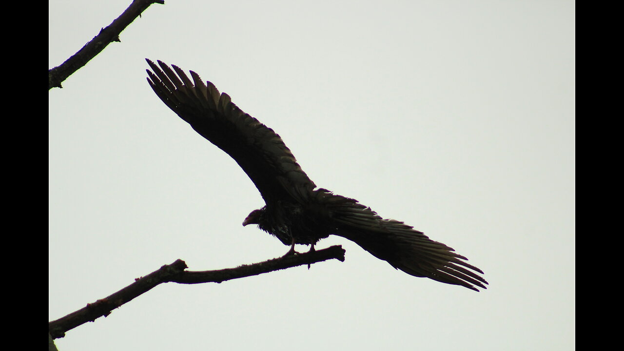 Dream Caring for an injured turkey vulture