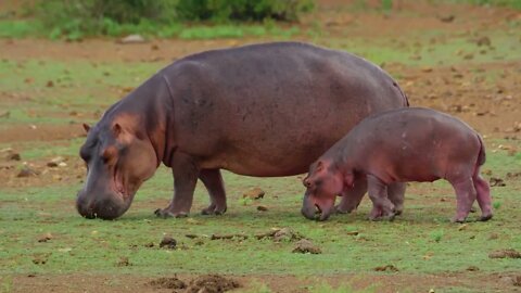 Look at the hippo. It likes grass.5