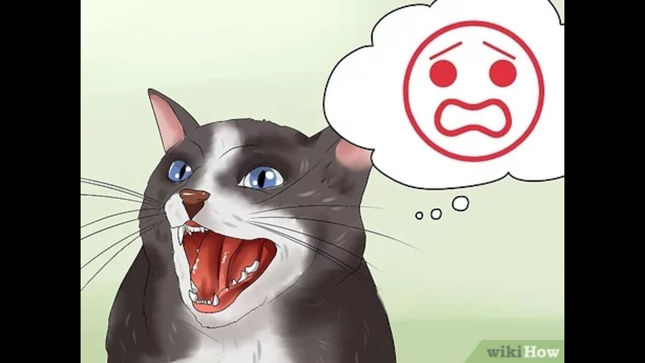 How to calm a kitten