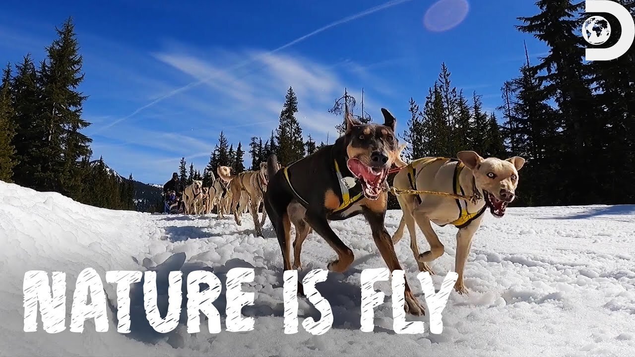 Family Dog Sledding Adventure Nature is Fly