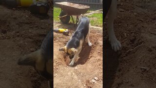 Shepsky Shows Human How to Dig a Proper Hole #shorts
