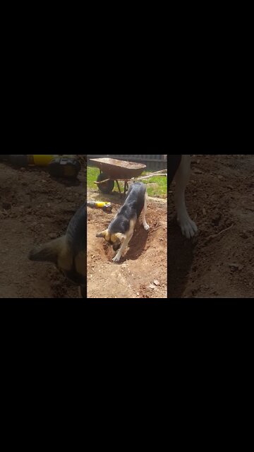 Shepsky Shows Human How to Dig a Proper Hole #shorts