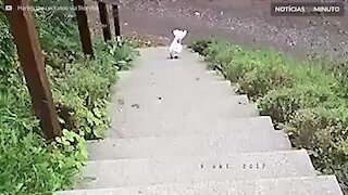 Cacatua enfrenta a escada da casa de férias com muita tranquilidade