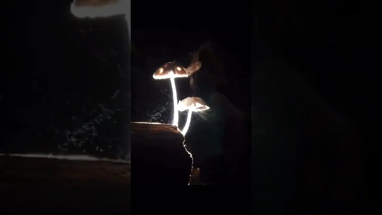 MAGICAL: MUSHROOMS releasing spores in a gently breeze