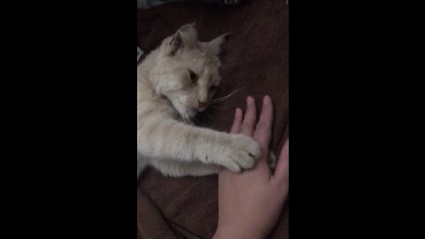 A very lovely stray cat