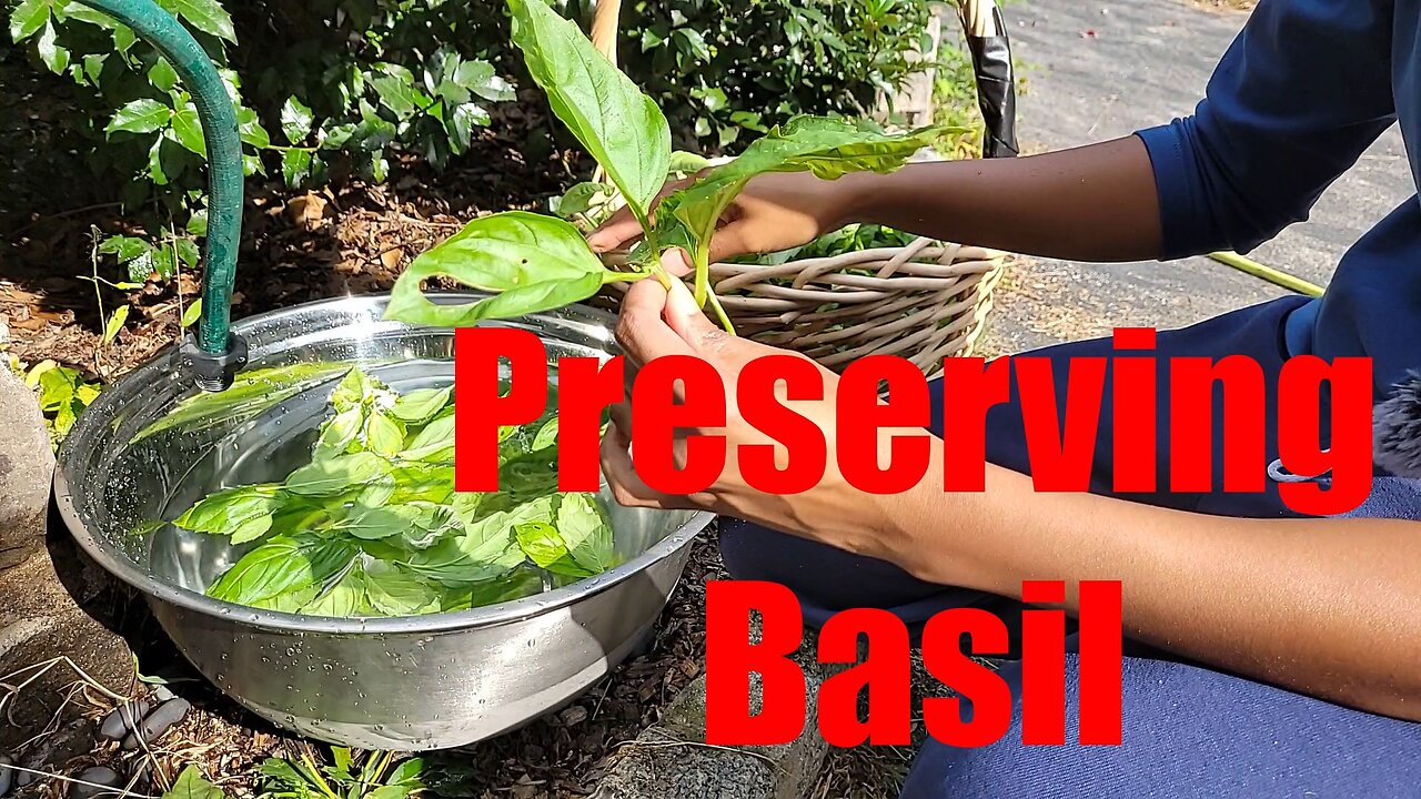 Basil Harvest, Puppy Walk #sowwellharvestmore