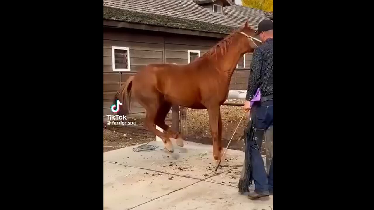 Having a Horse is a Partnership of Trust