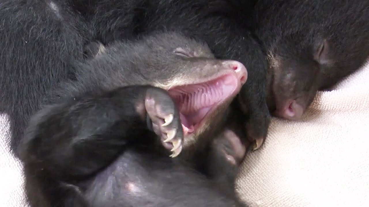 How 3 Bear Cubs Are Getting Nursed Back to Health