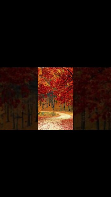 RELAXING MUSIC/DEEP SLEEP MUSIC/autumn ambience music #shorts