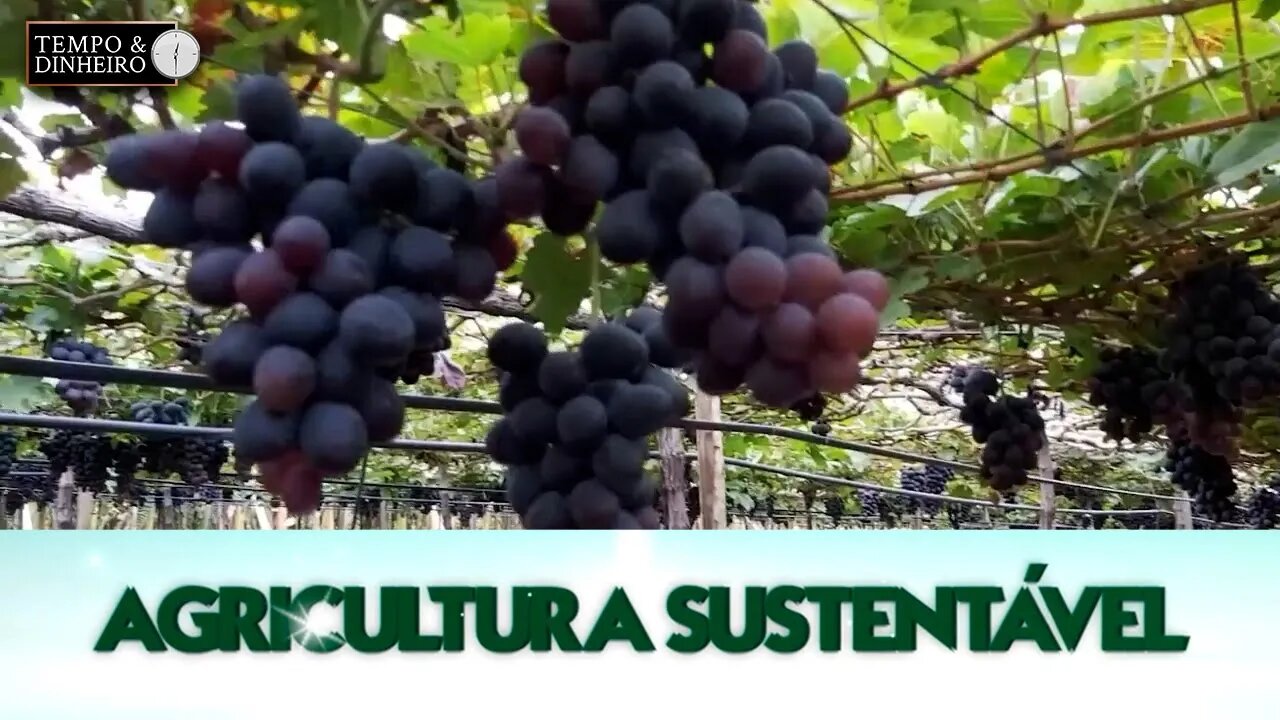 Agricultura Sustentável - com Frederico Olivi