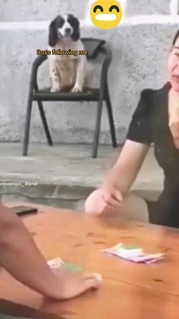 The cute dog won the owner a bet