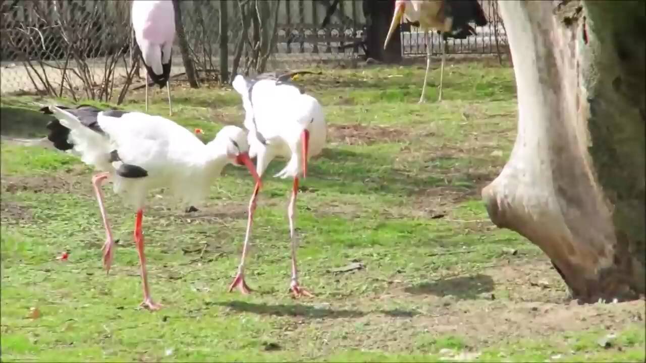 Beautiful Garden And Birds