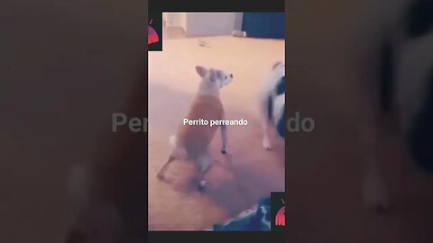 Perrito reggetonero