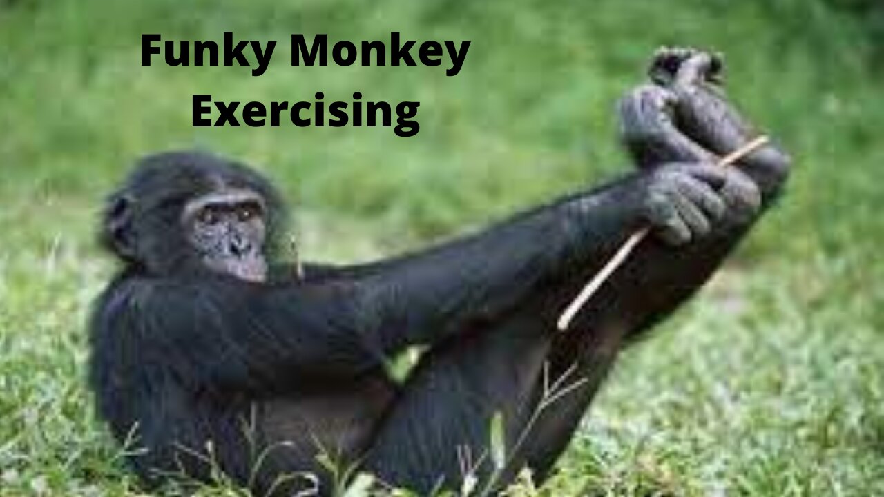 MONKEY DOING EXERCISE LIKE HUMAN