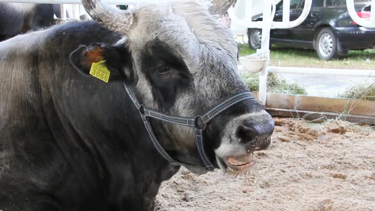 Bull on livestock farm