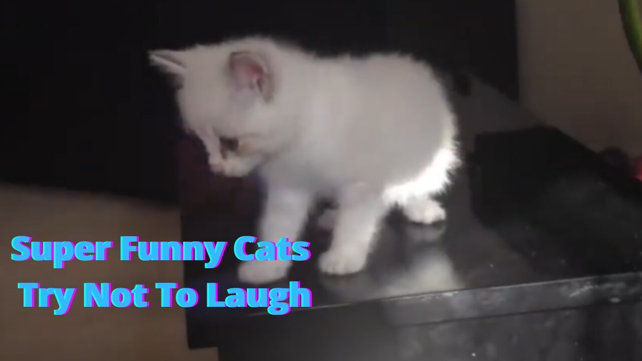 Super Funny Cats Try Not To Laugh