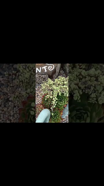 Why I love Echeverias