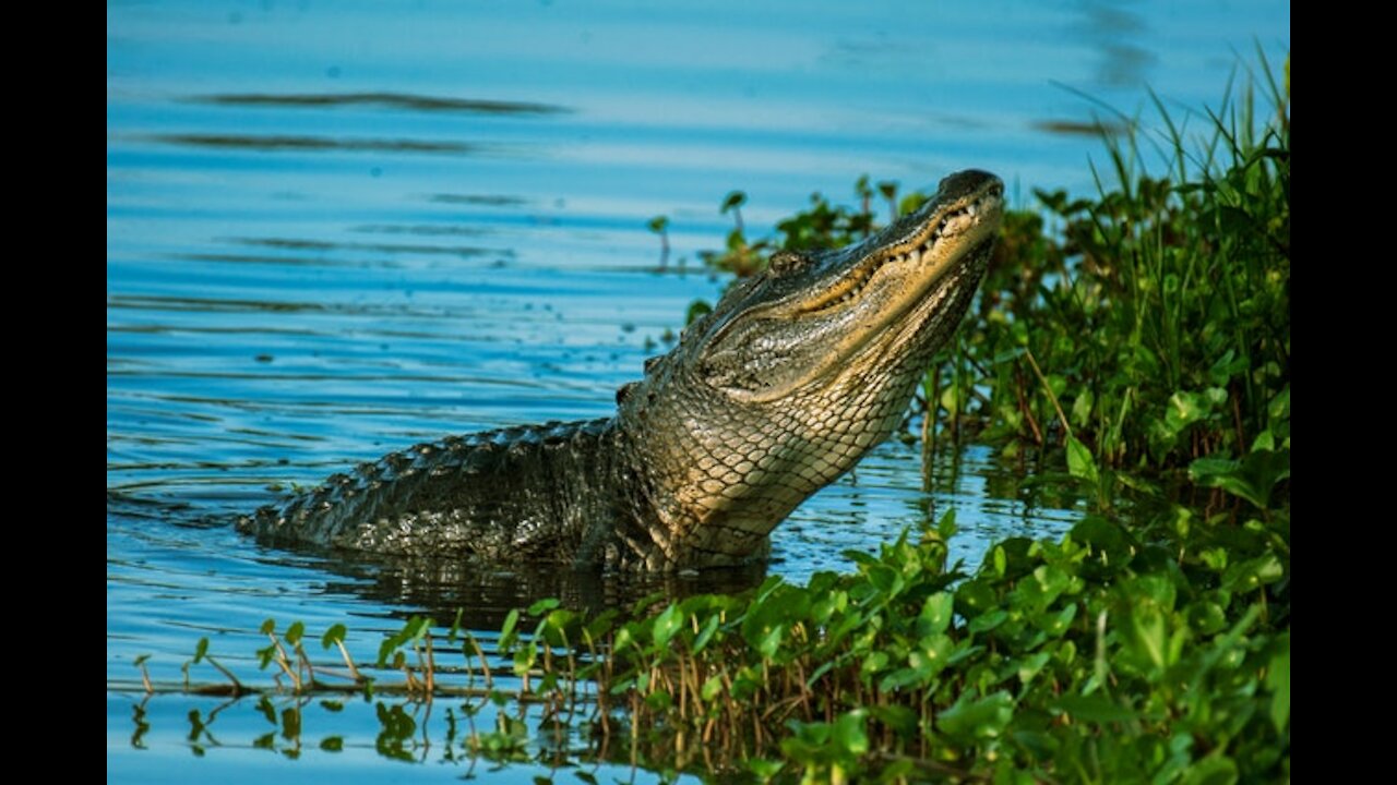 A CROCODILE ESCAPE BY A FRINGE GIRL TRYING TO FEED IT