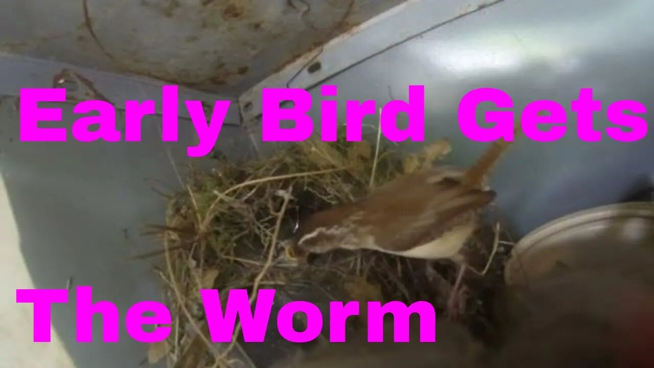 bird in nest gets the worm