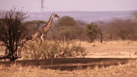 Mother Giraffe Kick Broken Lion Head Who Try To Eat Her Baby, Harsh Life of Wild Animals-19