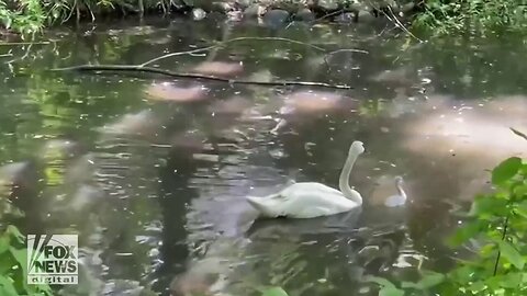 Baby Swans Spotted In This Peaceful Scene At New York Zoo