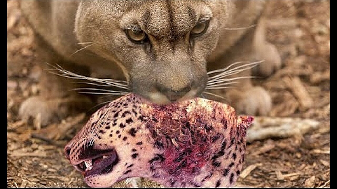 PUMA VS JAGUAR