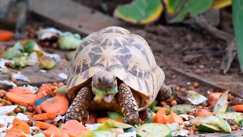 beautiful animals video