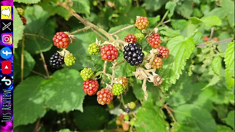 10 Facts About Berries