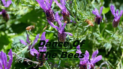 Dance Of The Bees