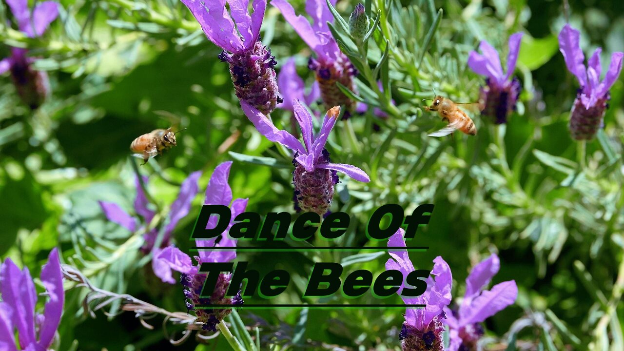 Dance Of The Bees
