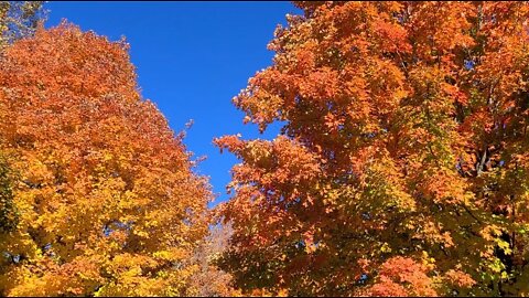 Great Fall Foliage!!