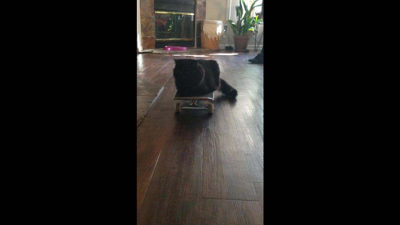 Cat Enjoys Being Casually Pushed On Skateboard