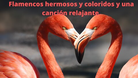 Flamencos hermosos y coloridos y una canción relajante.